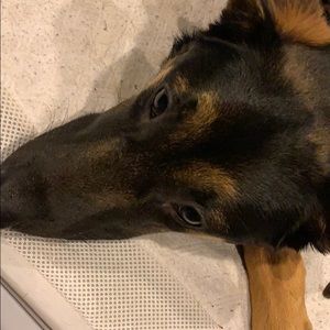 Meet your Posher, Nina